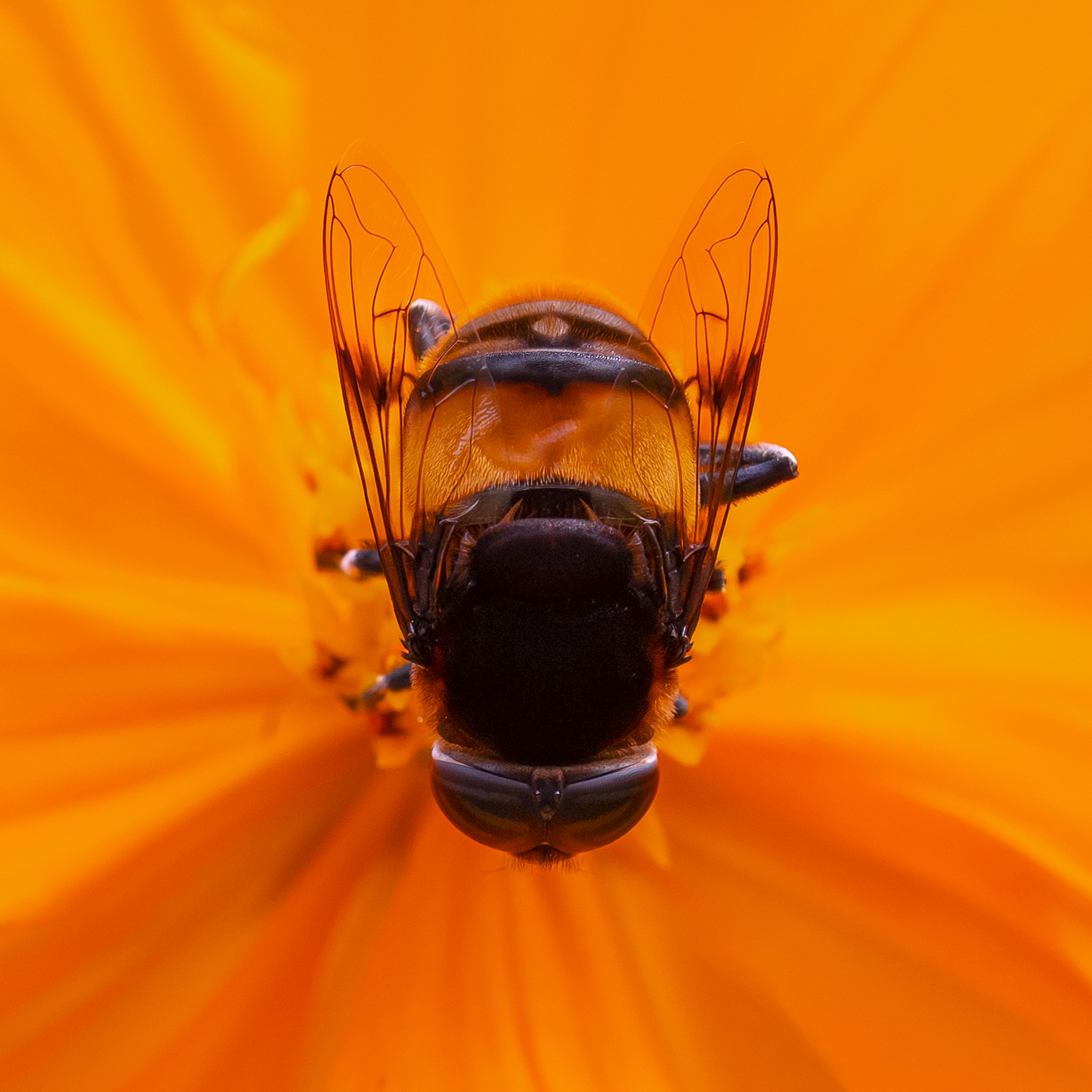 black and yellow bee on yellow flower